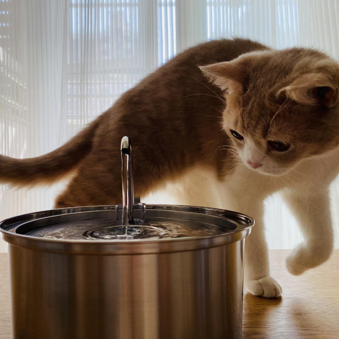 Cat Water Fountain S